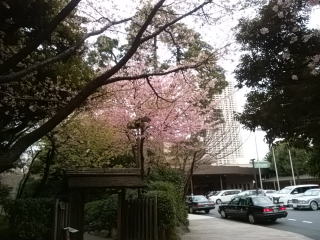 八芳園桜