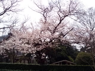 日比谷公園桜